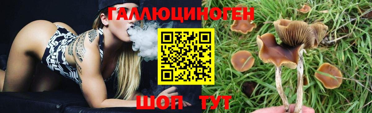 Псилоцибиновые грибы GOLDEN TEACHER  Вход с VPN  купить наркоту  Кашира 